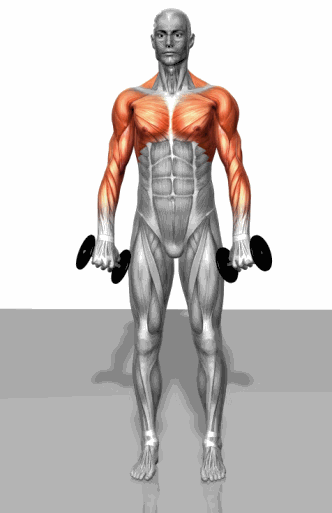 24 Estructura Del Sistema Muscular Gif Tipos Images
